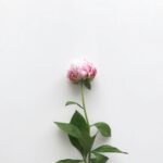 A késleltetett virágzás…